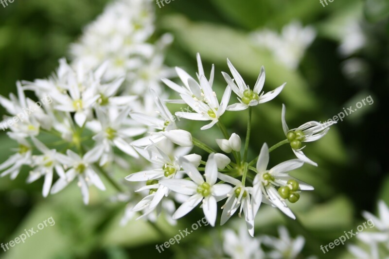 Bear's Garlic Spring Forest Garlic Leaves White