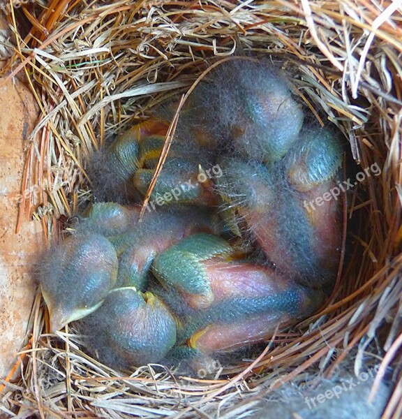 Bluebirds Babies Blue Nest Rainbow