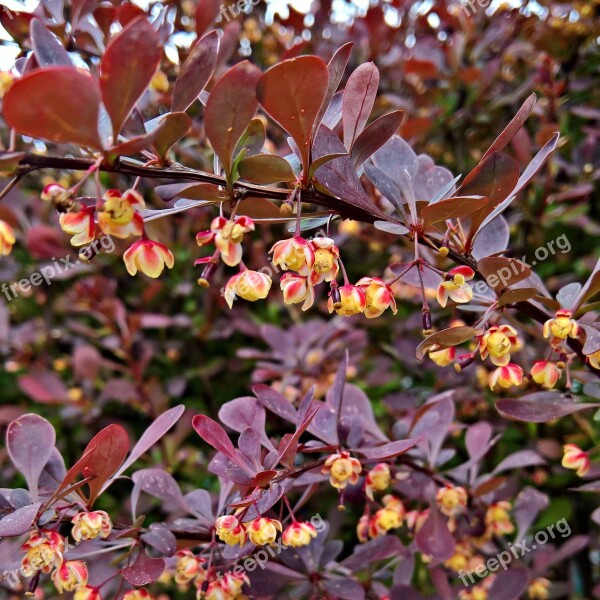 Blood Barberry Red Leaves Bush Plant Blade Mandrel