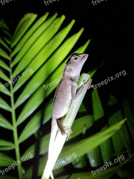 Gekko Lizard Salamander Free Photos