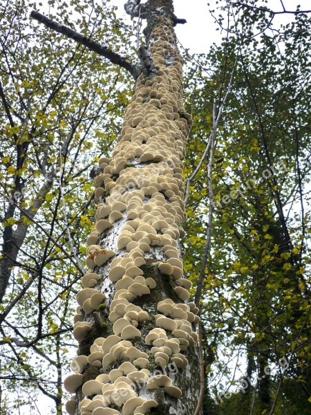 Mushrooms Wood Mushrooms Tree Fungi Free Photos