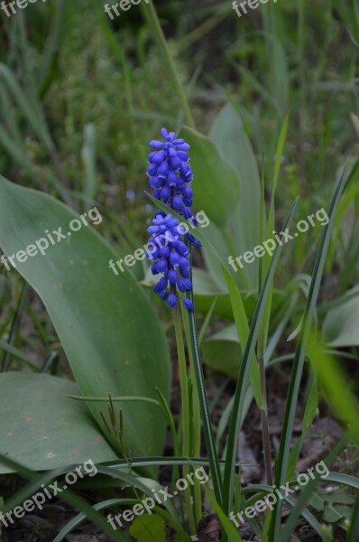 Muscari Blue Spring Nature Free Photos