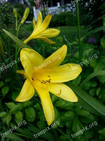 Day Lily Yellow Lily Landrace Plant Garden Plant Garden