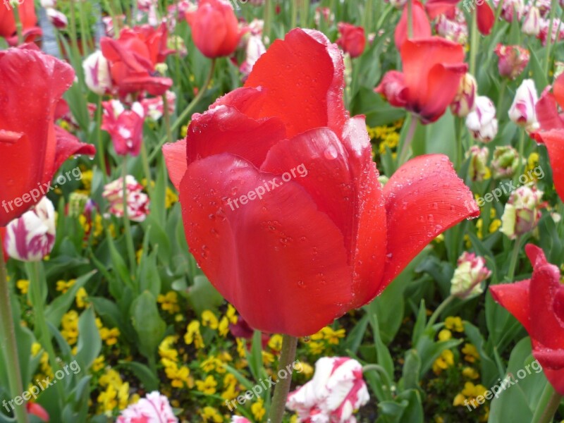 Tulip Red Luzern Switzerland Spring