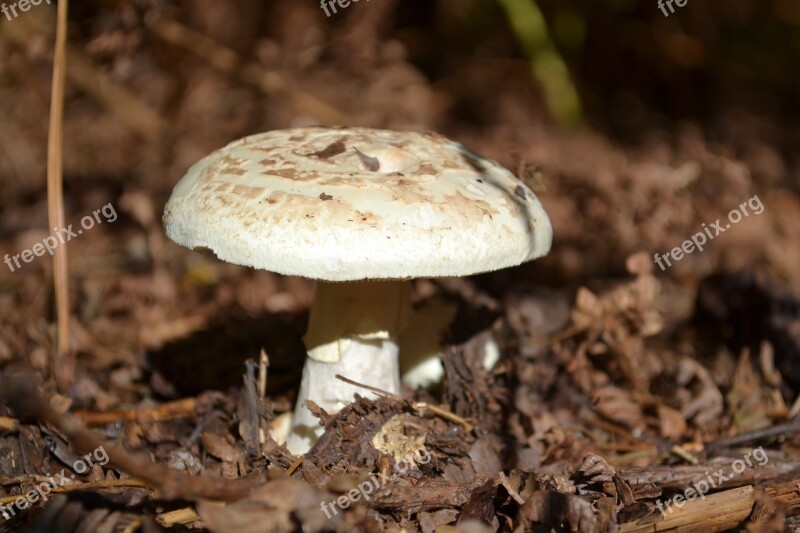 Toad Stool Woodland Free Photos