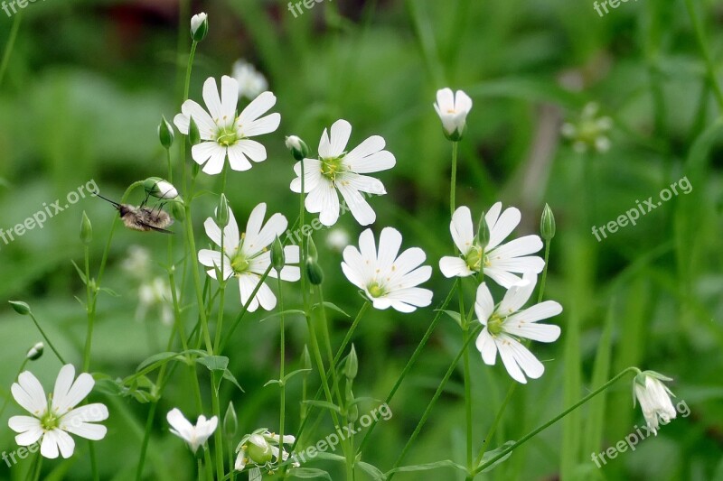 Flowers White Wild Bee Insect Forest