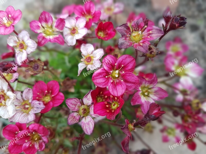 Flowers Spring Rockery Free Photos