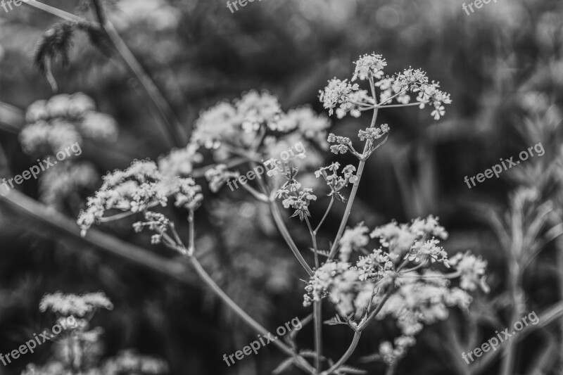 Aegopodium Podagraria Black White Plant Black And White Flower