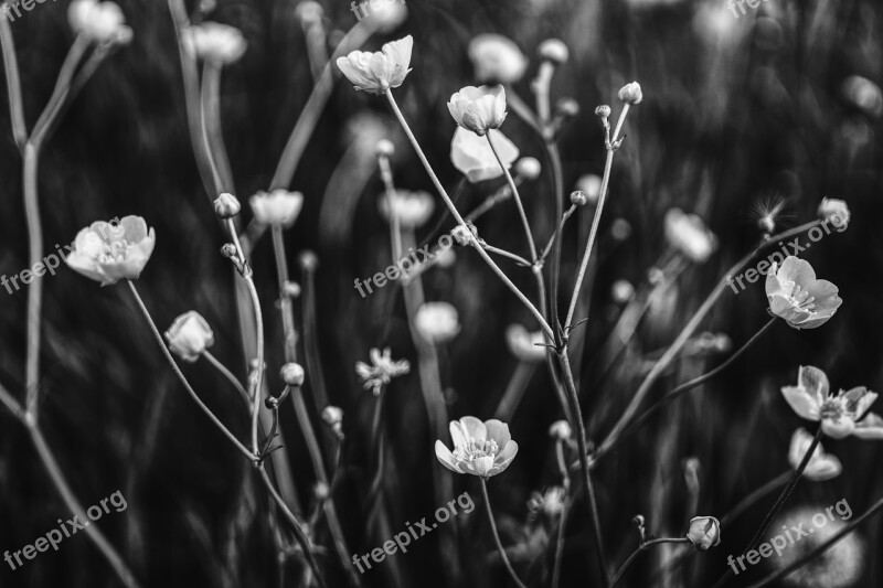 Buttercup Black White Plant Flower Meadow