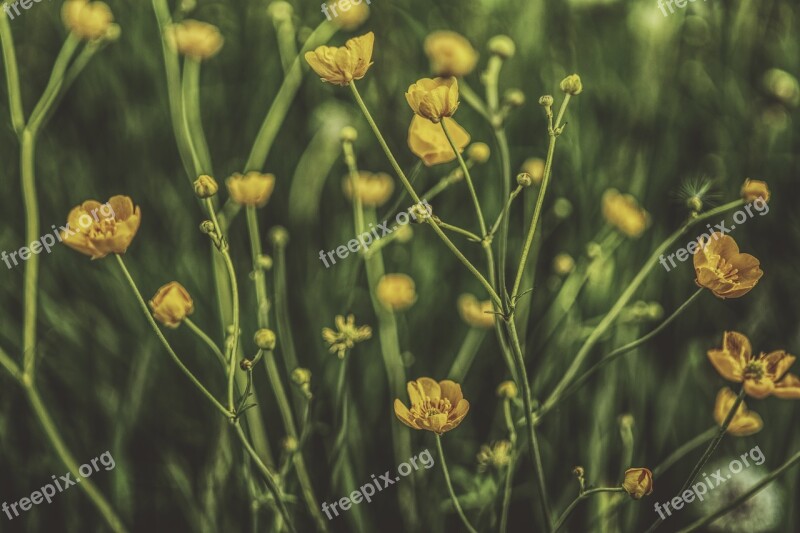 Buttercup Plant Hahnenfußgewächs Close Up Nature