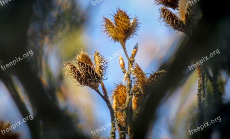 Autumn Trees Golden Autumn Leaves Forest