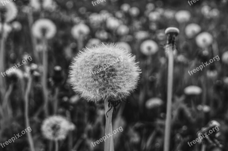 Dandelion Black White Nature Pointed Flower Meadow