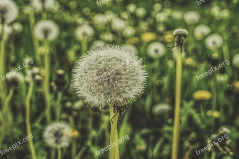 Dandelion Meadow Spring Common Dandelion Pointed Flower