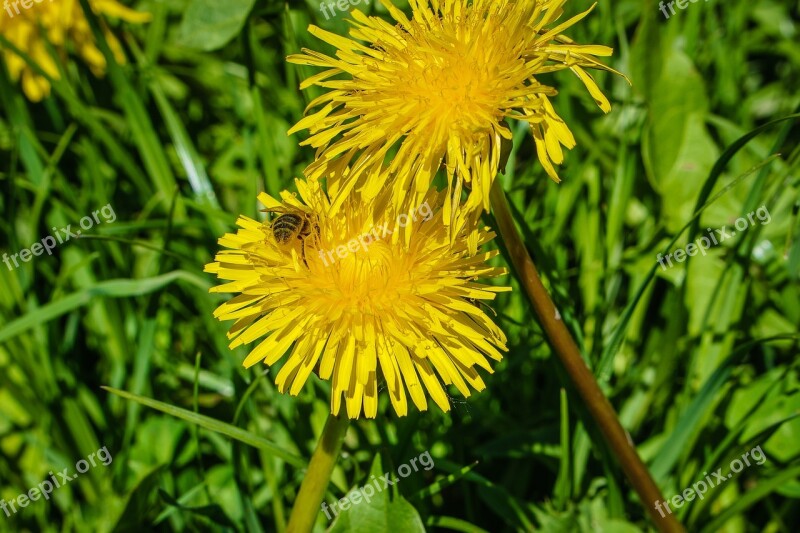 Flower Bee Blossom Bloom Garden