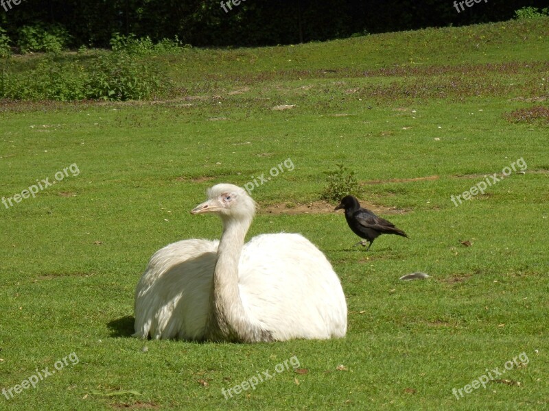 Bouquet Emu Raven Crow Black And White