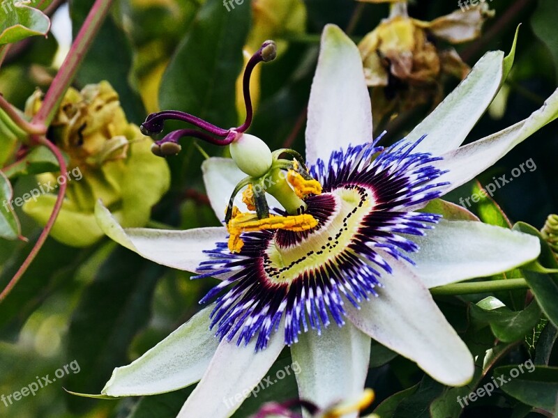 Passiflora Passionflower Flower Passion Flower Free Photos