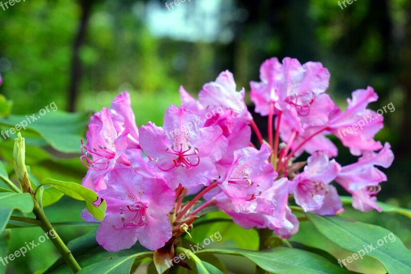 Azalea Rhododendron Flowers Bloom Pink