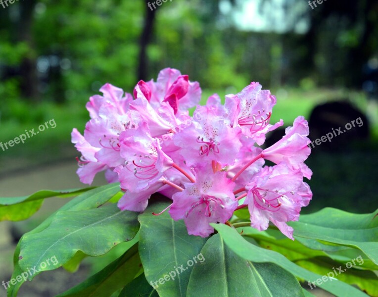 Azalea Rhododendron Flowers Bloom Pink