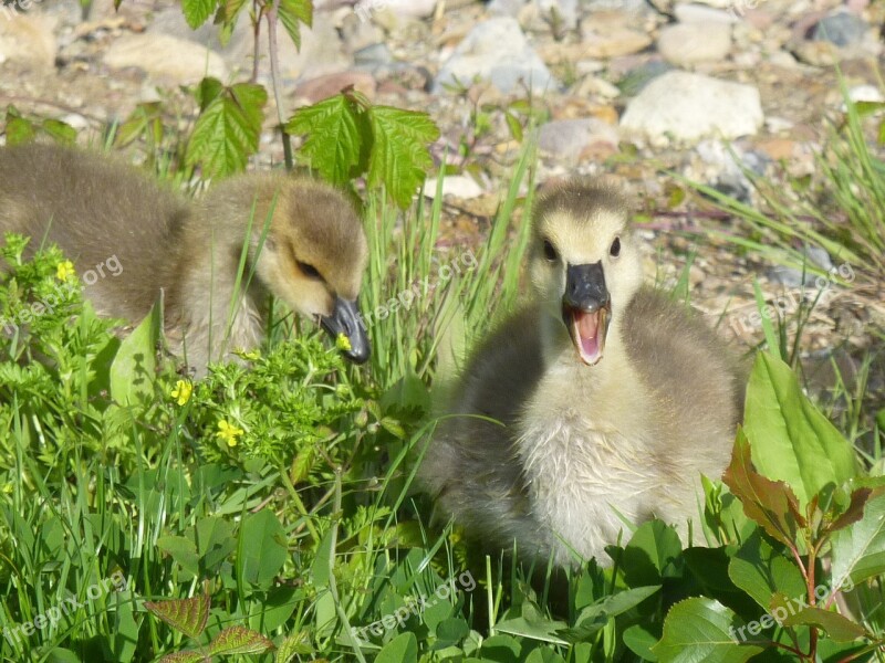 Chicks Wild Goose Canada Goose Free Photos