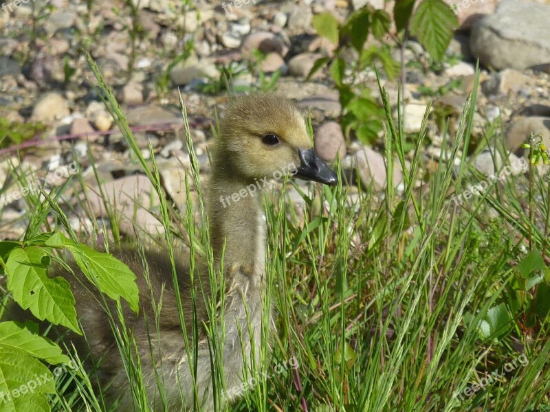 Chicks Wild Goose Canada Goose Free Photos