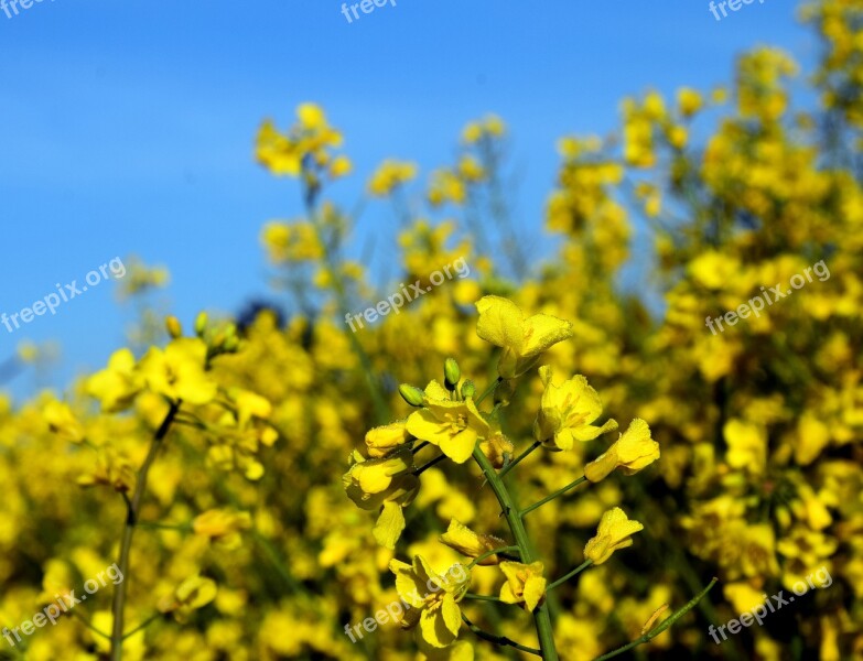 Oilseed Rape Blossom Bloom Yellow Field Of Rapeseeds