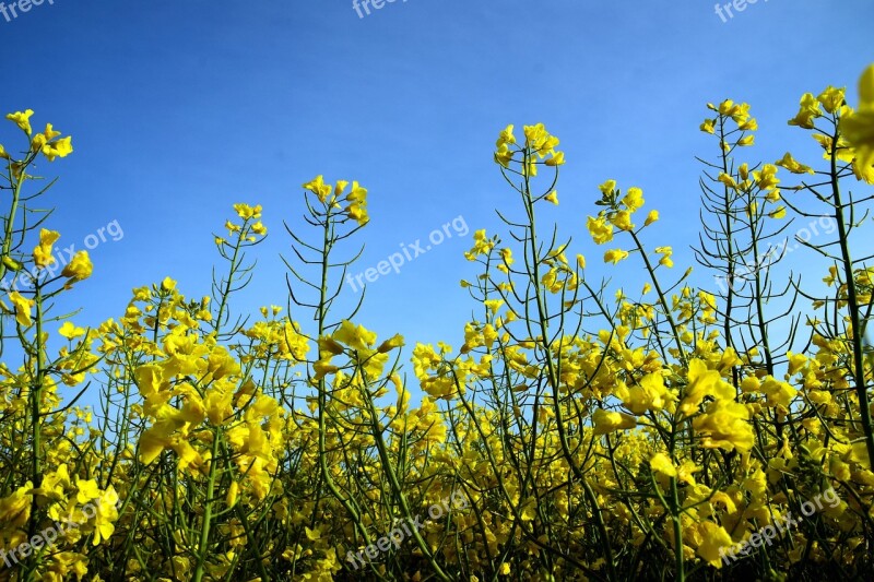 Oilseed Rape Field Of Rapeseeds Yellow Field Landscape