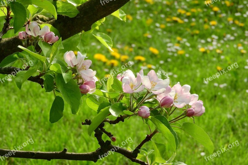 Apple-blossom Apple Tree Blooming Apple Tree Blooming Tree