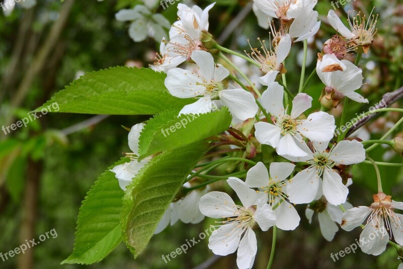 Cherry Cherry Blossoms Cherry Blossom White Flower White Flowers