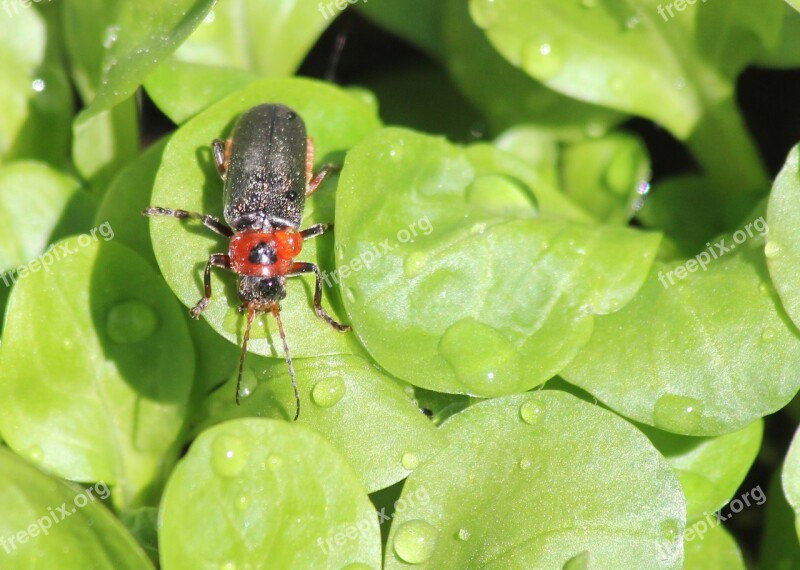 Beetle Ticket Tickets Salad Nature