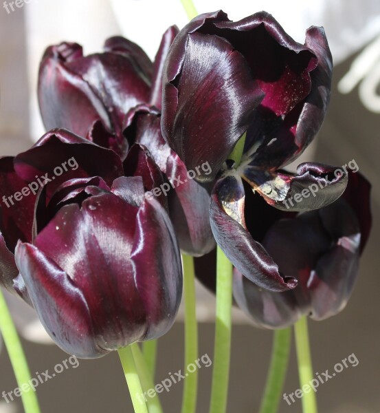 Tulip Tulips Purple Velvet Shine