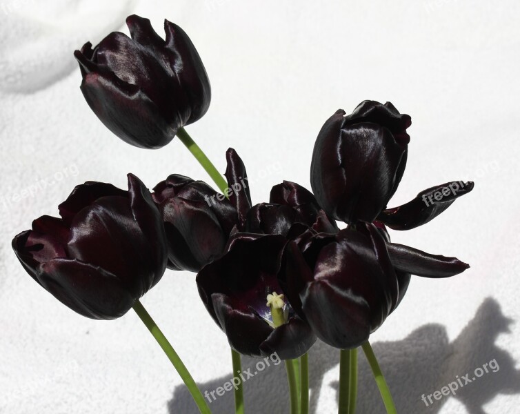 Tulip Tulips Purple Velvet Shine