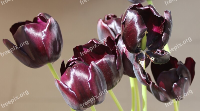 Tulip Tulips Purple Velvet Shine