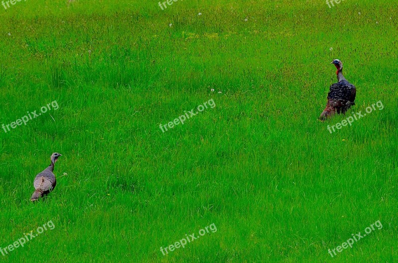 Turkeys Wild Life Grass Pasture Nature