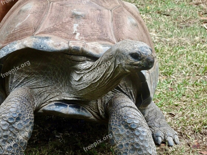 Tortoise Slow Large Giant Amphibian