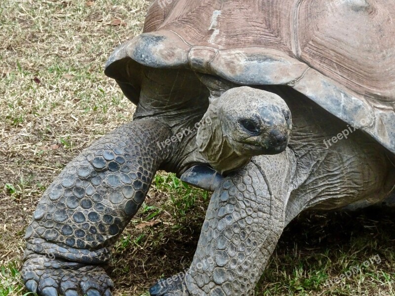 Tortoise Slow Large Giant Amphibian