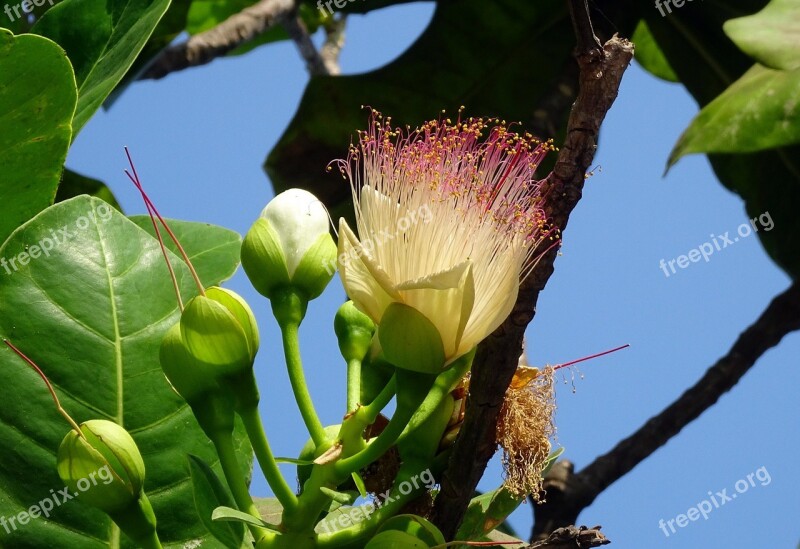 Flower Sea Poison Tree Fish Poison Tree Mangrove Barringtonia Asiatica