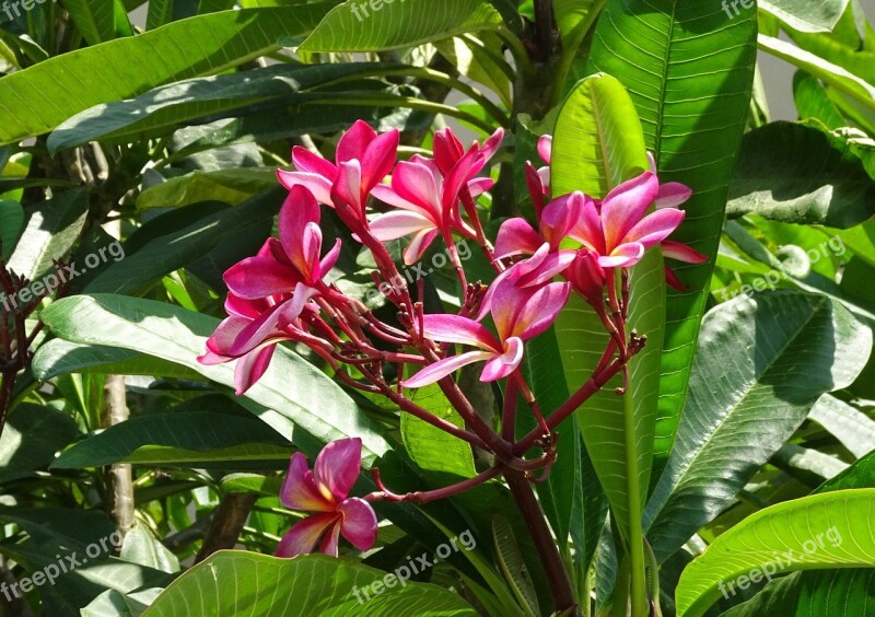 Flower Frangipani Khagi Leihao Lal Gulachin Kathgolap