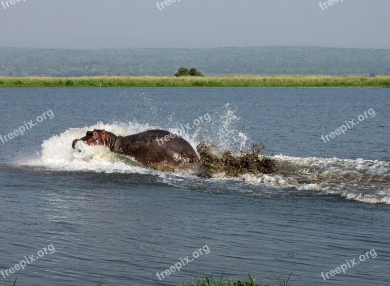 Hippo Nile Uganda Free Photos