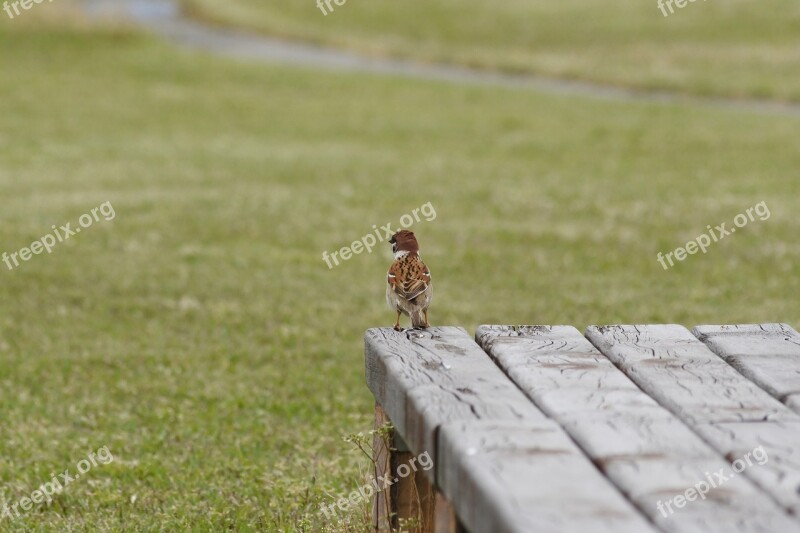 Animal Wild Birds Little Bird Sparrow Wild Animal