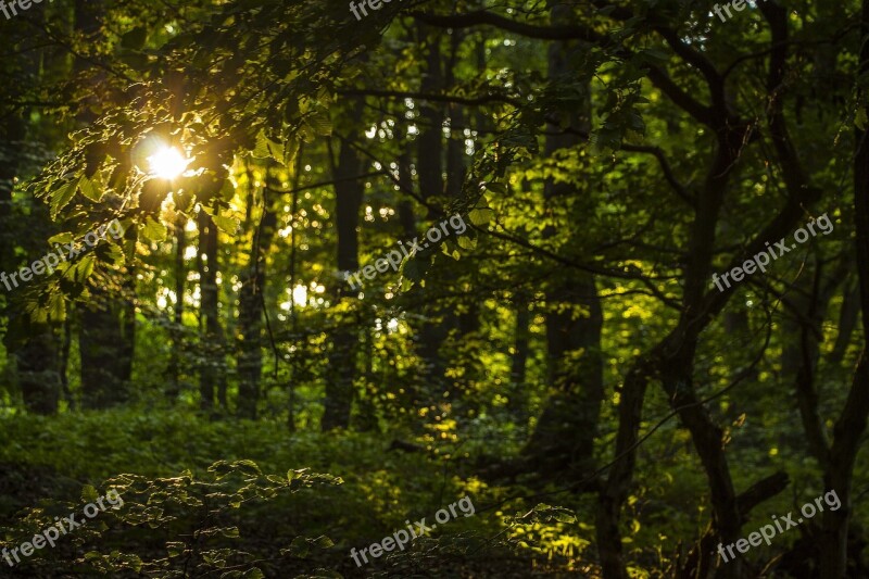 Mystery Forest Nature Mysterious Forest Spirit