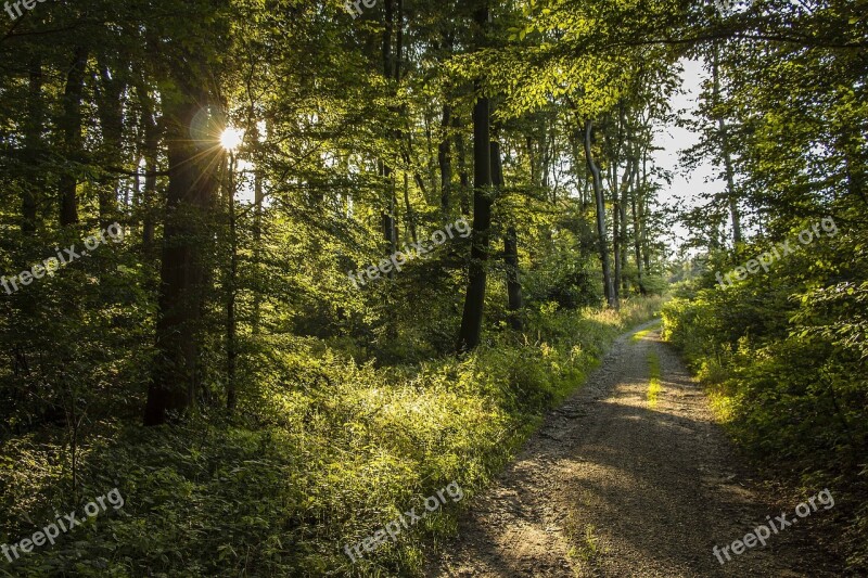 Forest Forest Road Trees Nature Walk