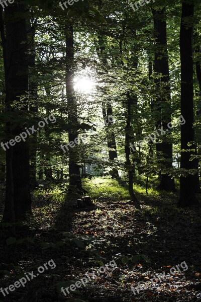 Forest Trees Nature Light Green