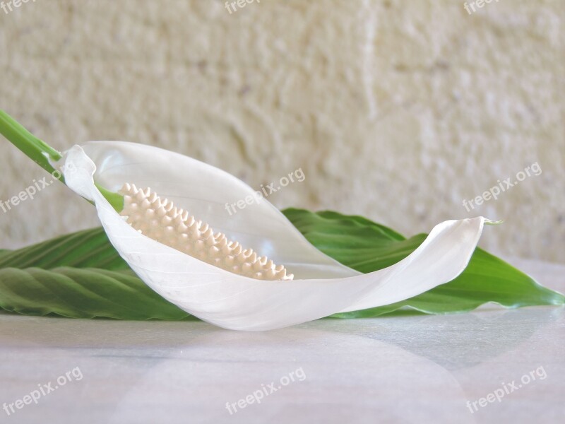 Flower Anthurium Antúrio White Plants Garden