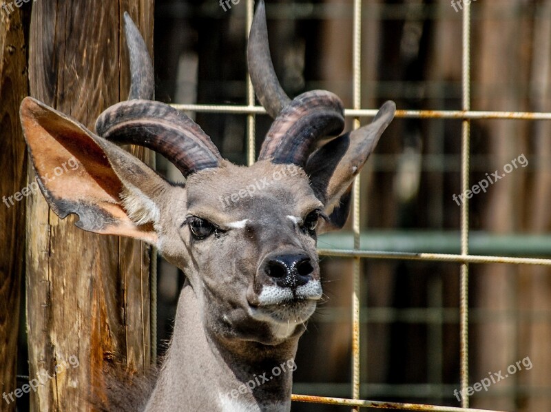 Reebok Zoo Horns Free Photos