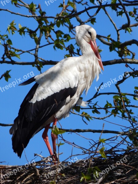 Stork Bird Baby Spring Free Photos