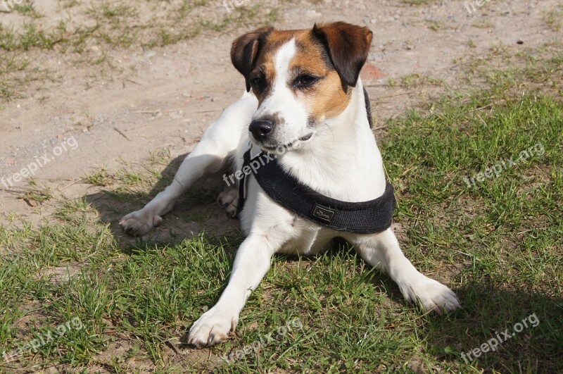 Animal Dog Cute Young Dog Pet Photography