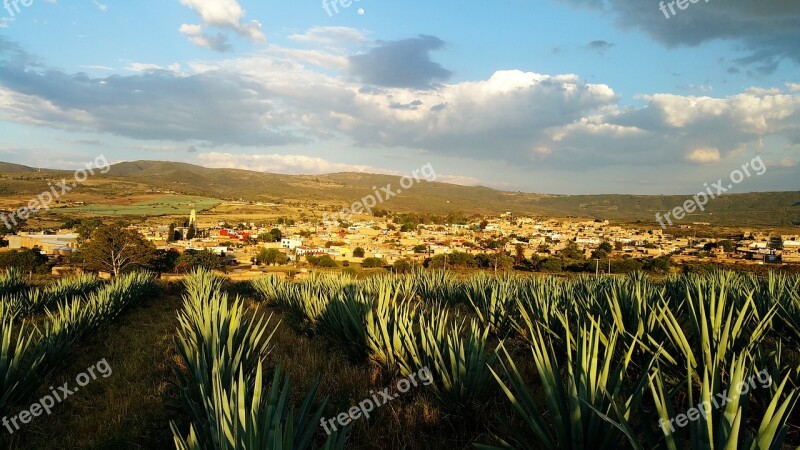 Mexico Agave Tequila Free Photos