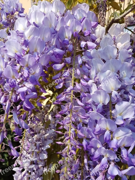 Wisteria Violet Flowers Plant Nature