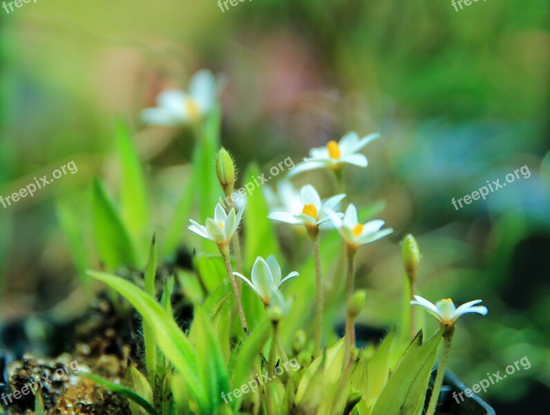 Rhodohypoxis Baur In White African Flower White Flower Ornamental Plants Garden