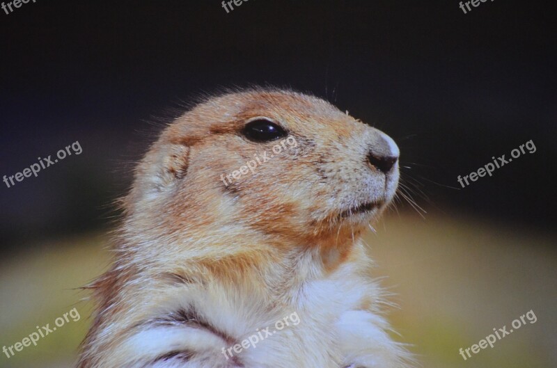 Black-tailed-prairie-dog Prairie-dog Ground-squirrel Free Photos